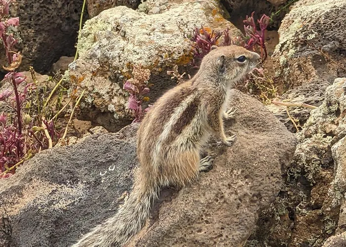 Sunrise Surf House, Big Garden, Hot Tub, Parking, Super-fast Free Wi-fi